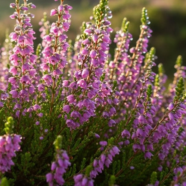 heather flowers heather flowers